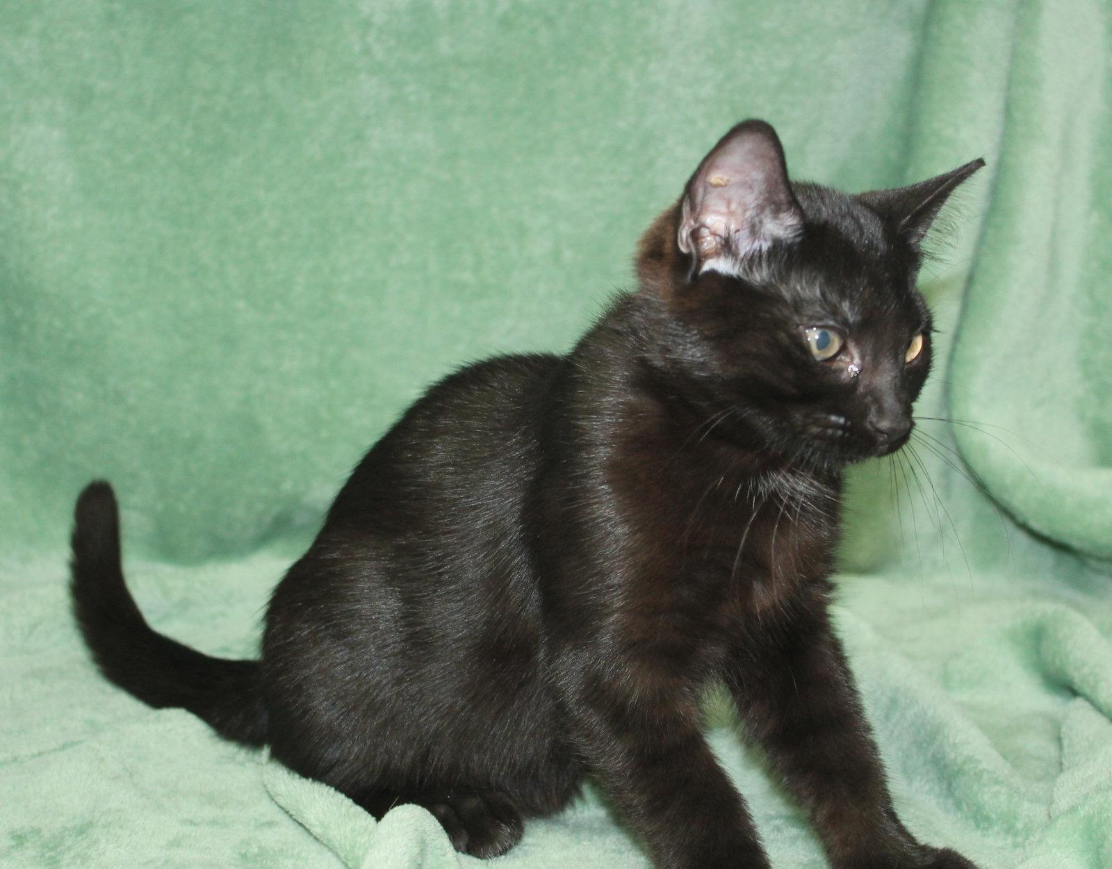 Enlarge Brooster - 44064, a Adoptable Domestic Short Hair in Prattville, AL image 3/3