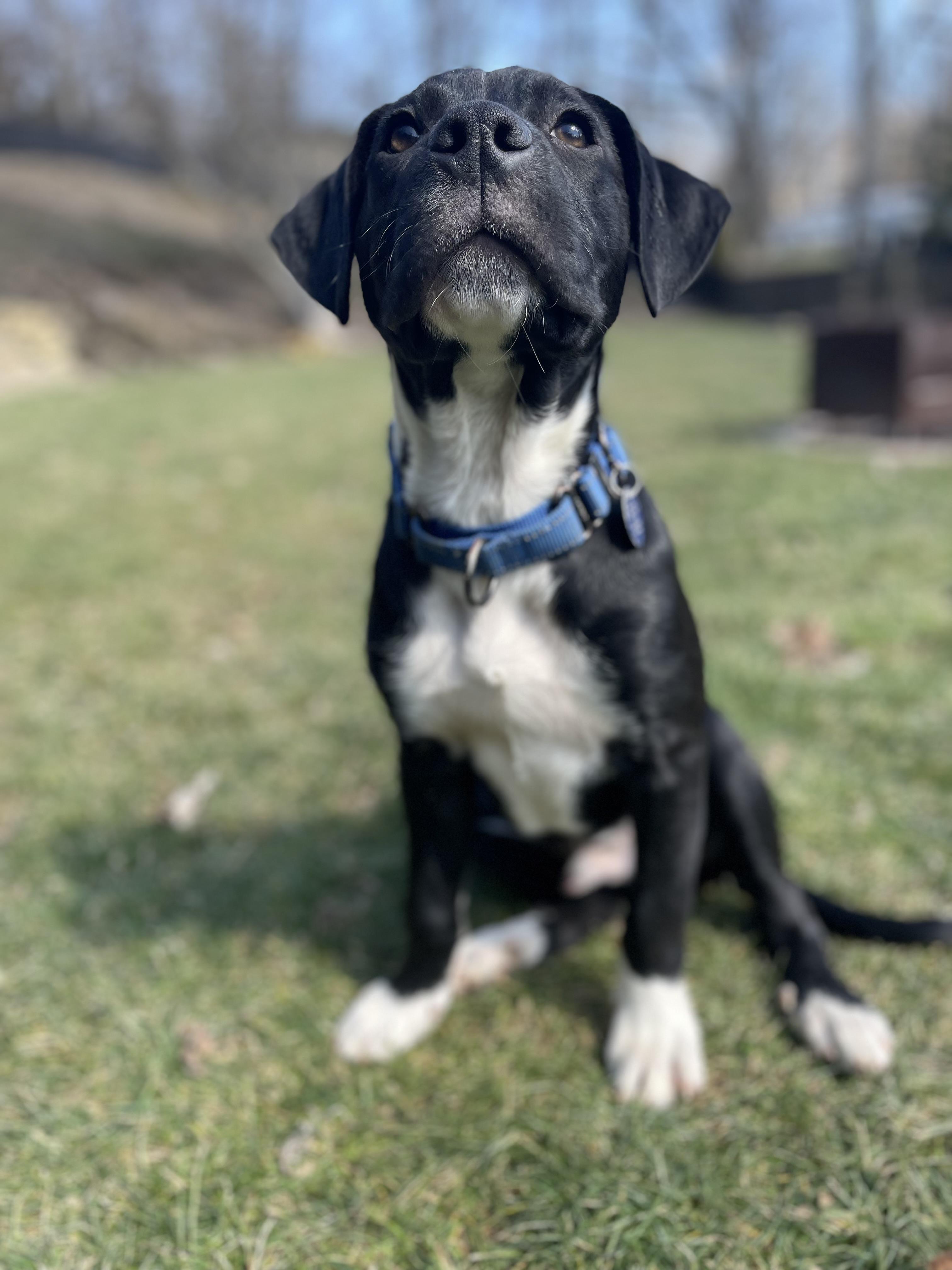 Cheddar Bob, Pepperoni, & Betty Spaghetti, Adopted, Puppy Male Black Labrador Retriever & Pit Bull Terrier.