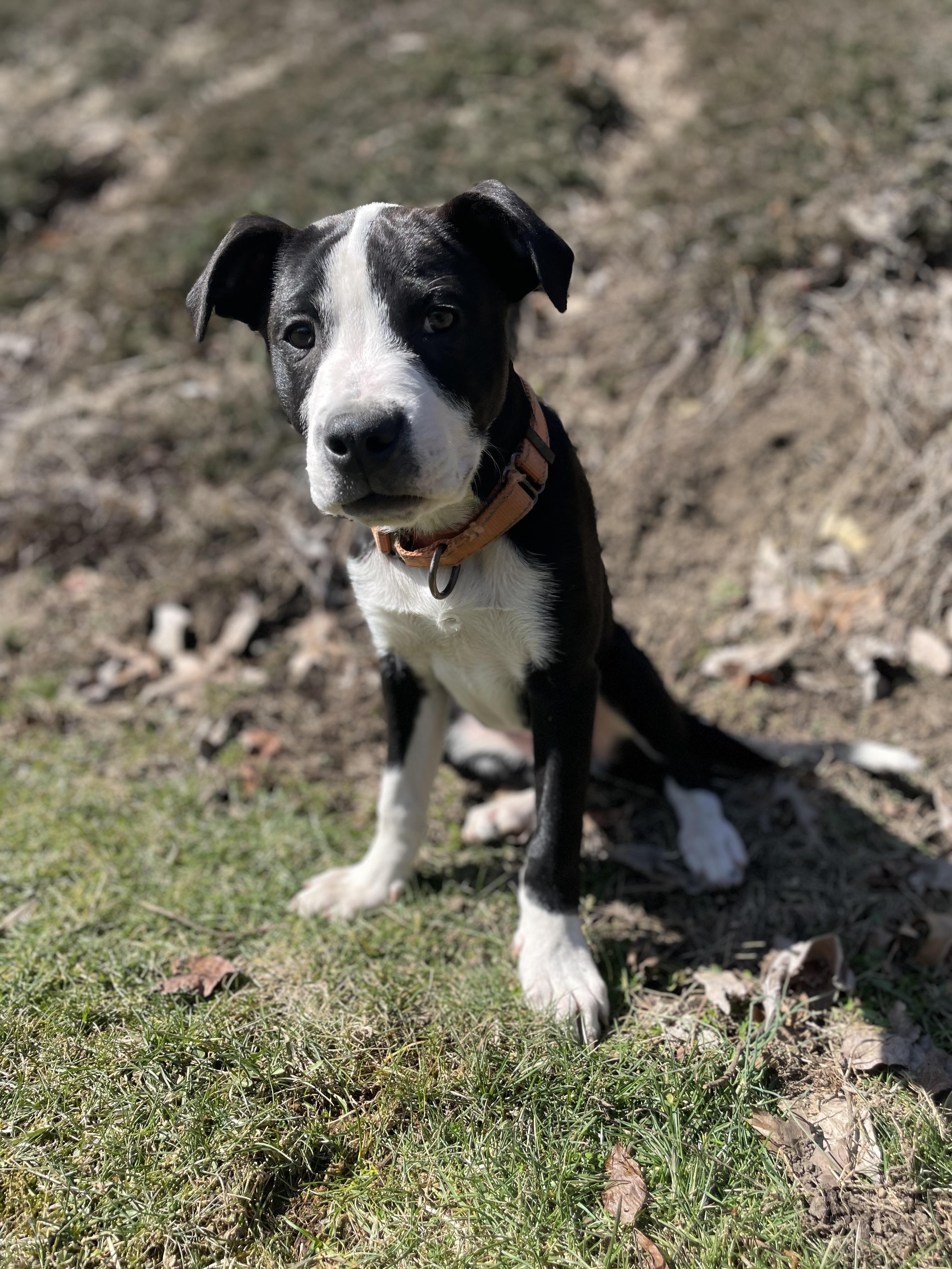 Cheddar Bob, Pepperoni, & Betty Spaghetti, a Adopted mixed breed in Pittsburgh, PA image 6/6