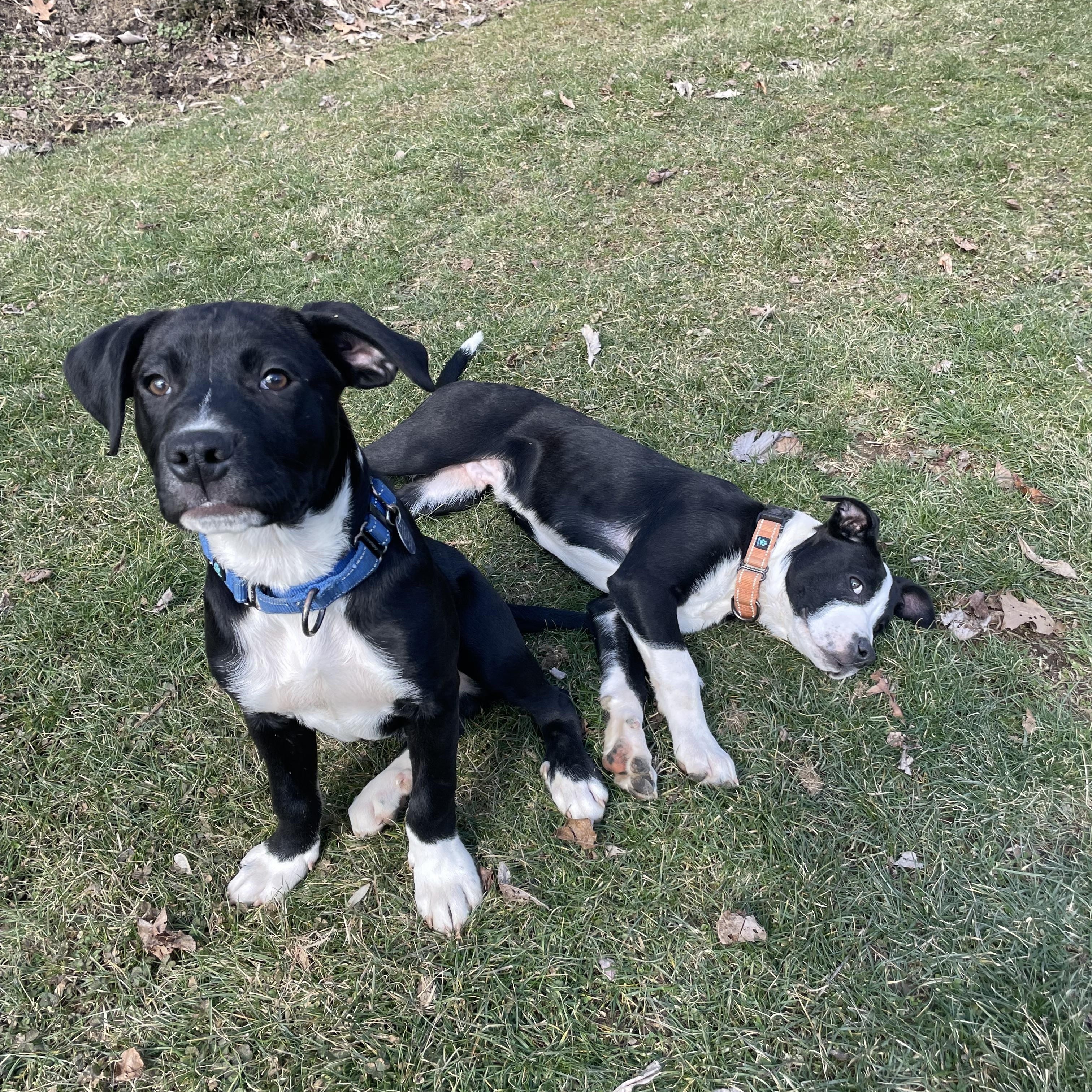 Cheddar Bob, Pepperoni, & Betty Spaghetti, a Adopted mixed breed in Pittsburgh, PA image 4/6
