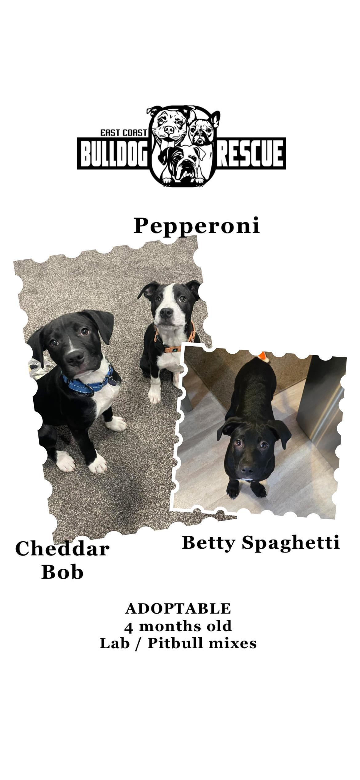 Cheddar Bob, Pepperoni, & Betty Spaghetti, a Adopted mixed breed in Pittsburgh, PA image 1/6