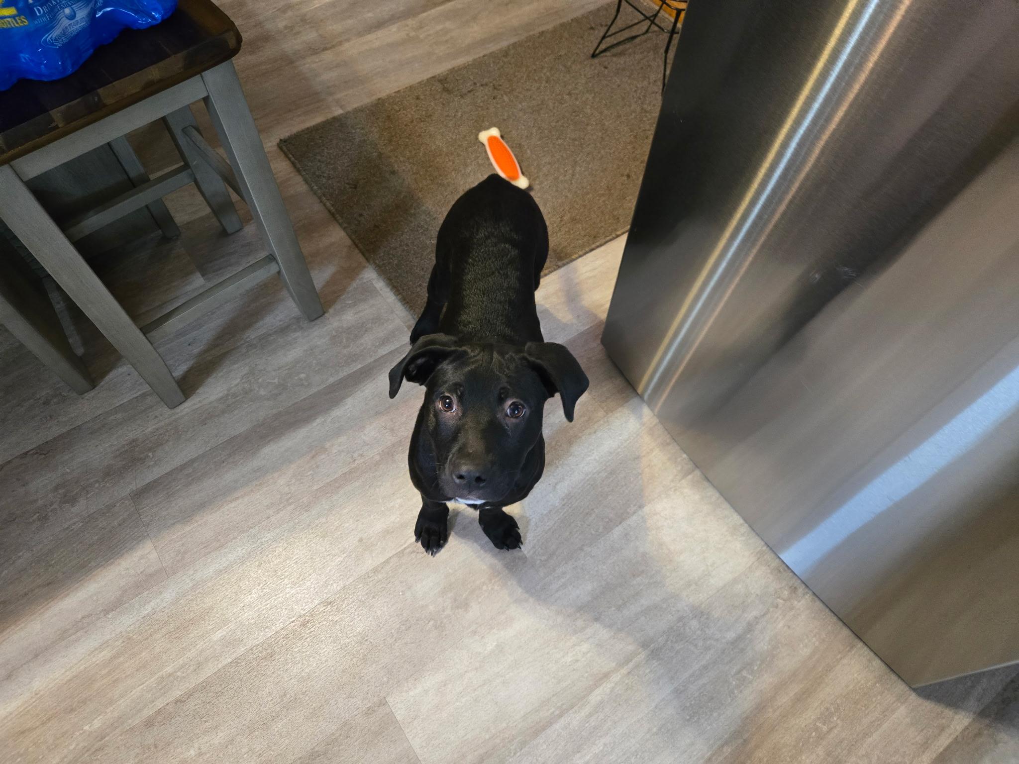 Cheddar Bob, Pepperoni, & Betty Spaghetti, a Adopted mixed breed in Pittsburgh, PA image 2/6