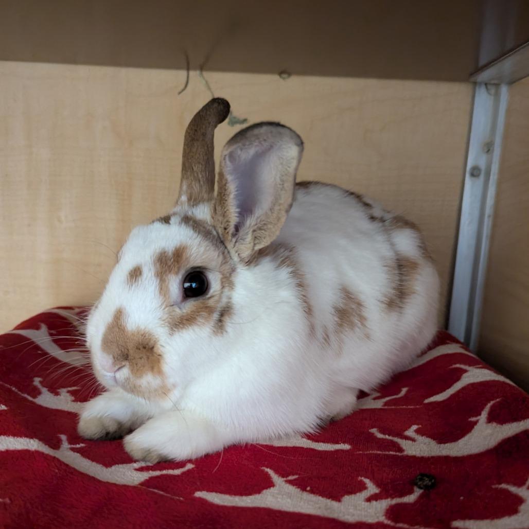 Enlarge Griffy, a Adoptable American in Chesapeake, VA image 1/1