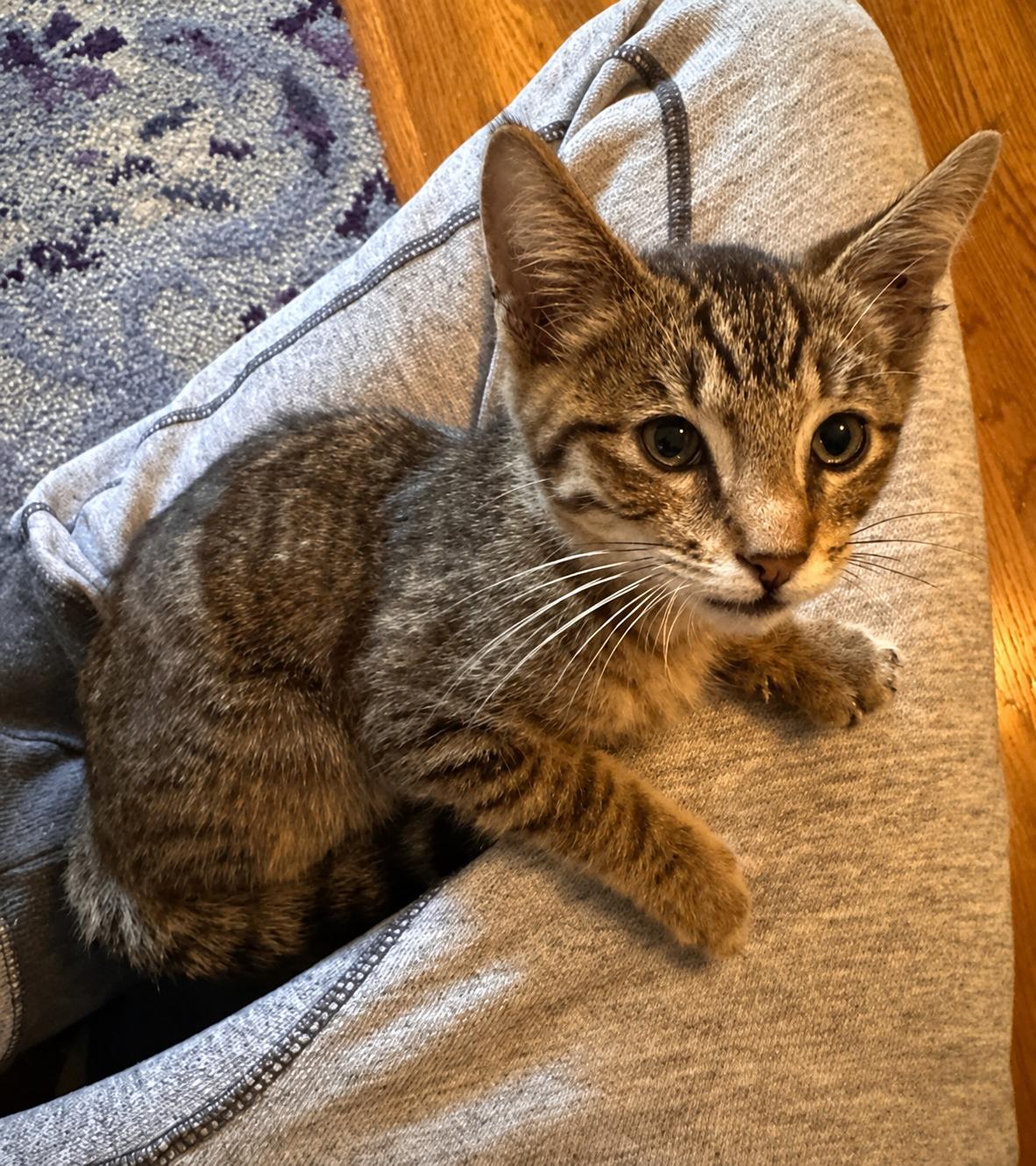 Max, Adoptable, Kitten Male Tabby.