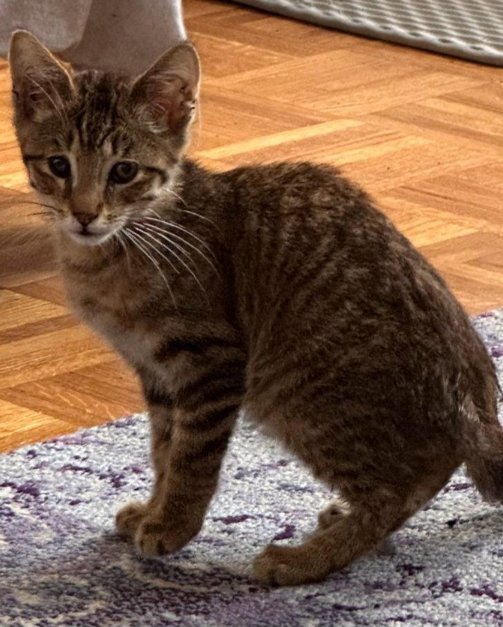 Enlarge Max, a Adoptable Tabby in Palo Alto, CA image 2/3