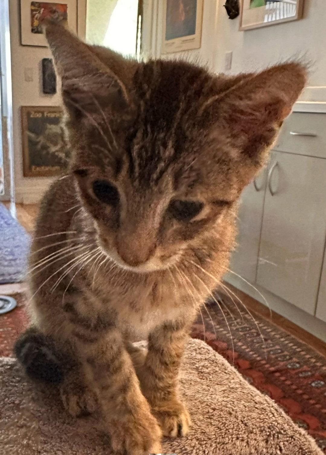 Enlarge Max, a Adoptable Tabby in Palo Alto, CA image 3/3