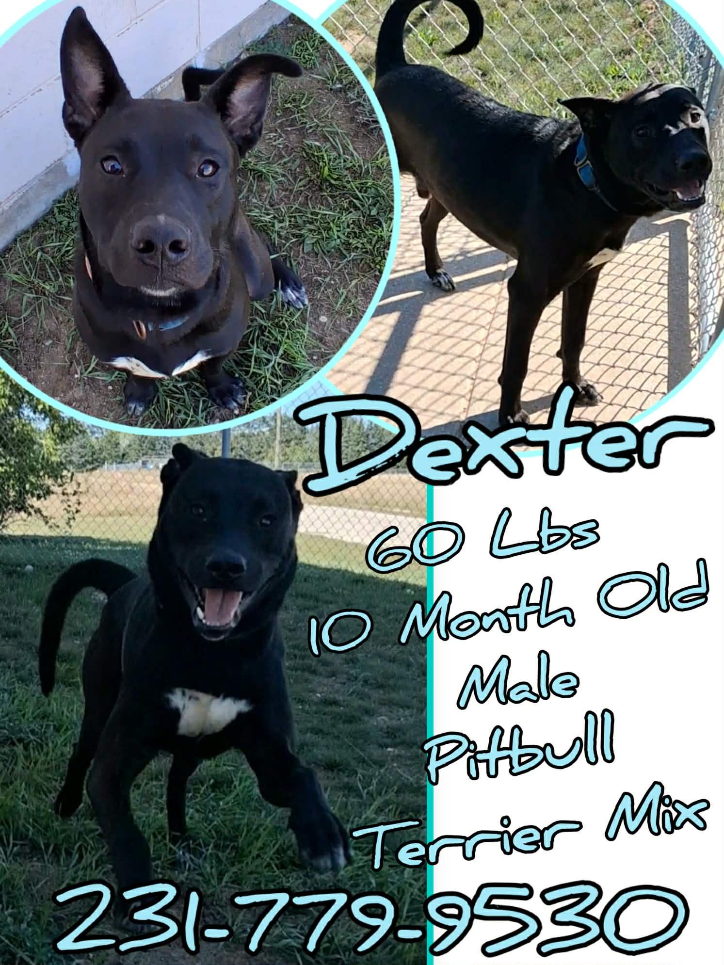 Enlarge DEXTER, a ADOPTABLE mixed breed in Cadillac, MI image 1/1