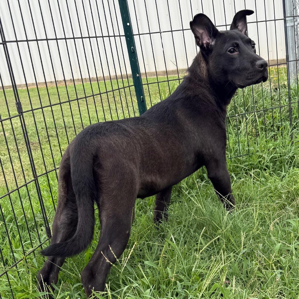 Vee, Adoptable, Young Female Labrador Retriever.