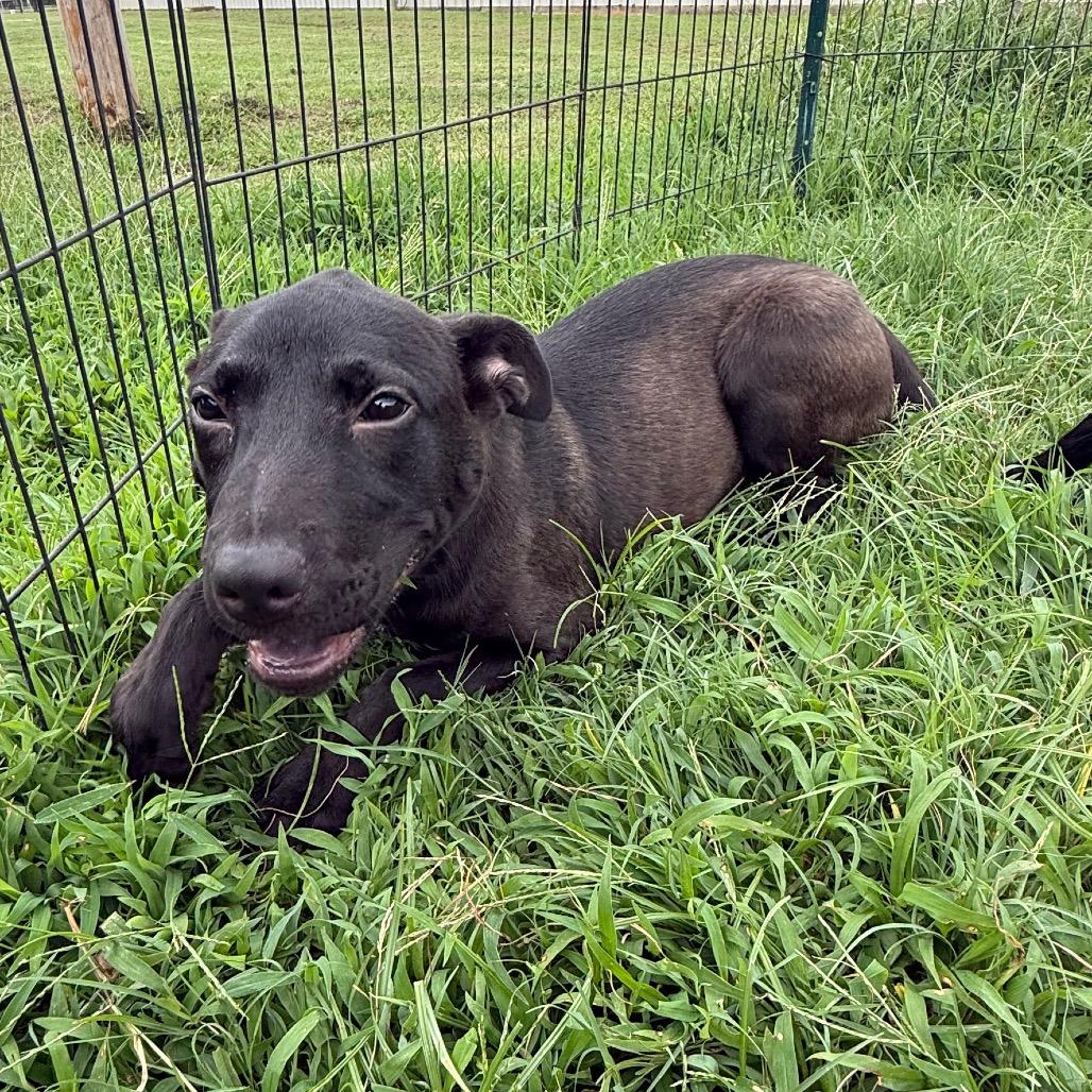 Vee, a Adoptable Labrador Retriever in Jacksonville, AR image 2/6
