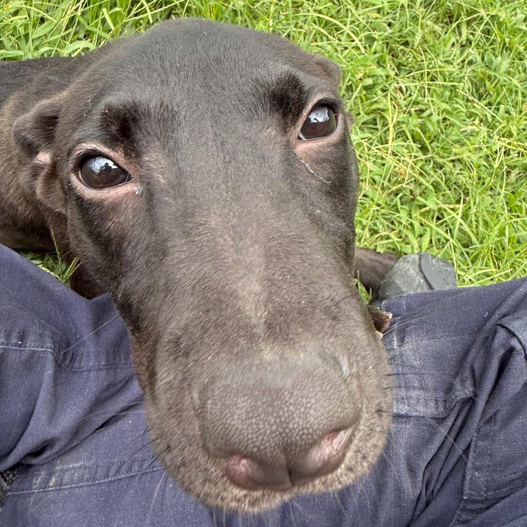 Vee, a Adoptable Labrador Retriever in Jacksonville, AR image 3/6