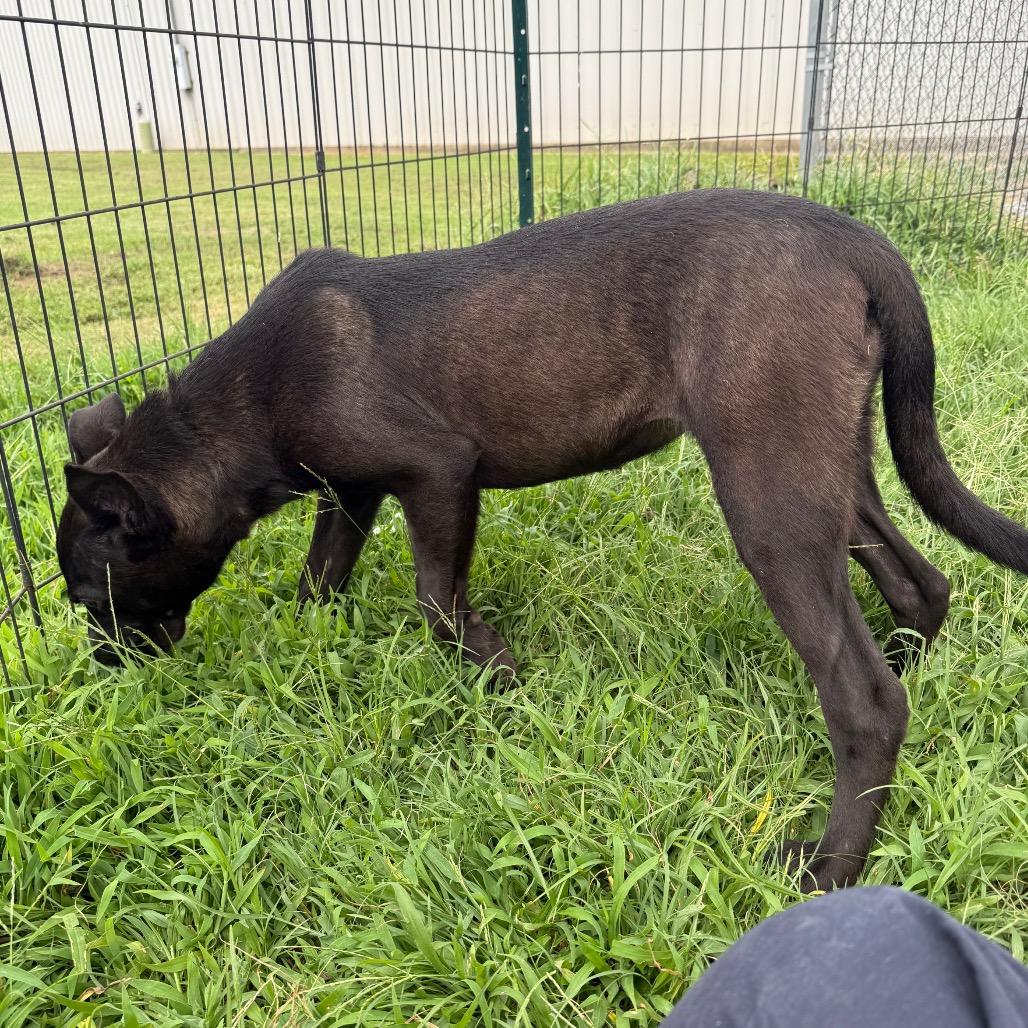 Vee, a Adoptable Labrador Retriever in Jacksonville, AR image 4/6