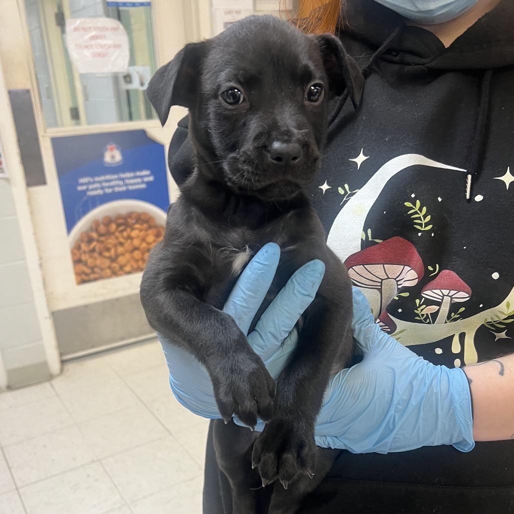 Enlarge Vee, a Adoptable Labrador Retriever in Jacksonville, AR image 1/1
