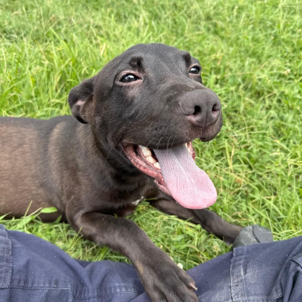 Vee, a Adoptable Labrador Retriever in Jacksonville, AR image 6/6