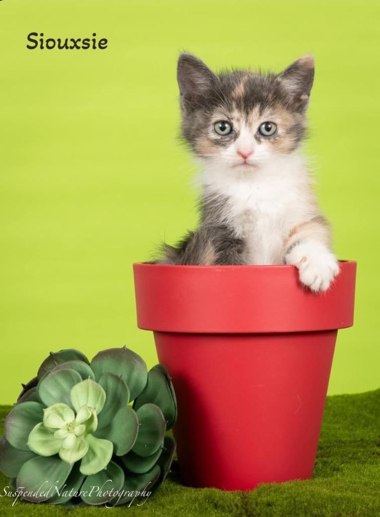 Enlarge Siouxsie, a Adoptable Calico in San Jacinto, CA image 1/2