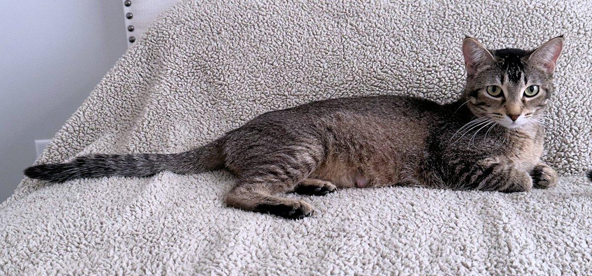 Enlarge Sophie, a ADOPTABLE Domestic Short Hair in White Bear Lake, MN image 5/5