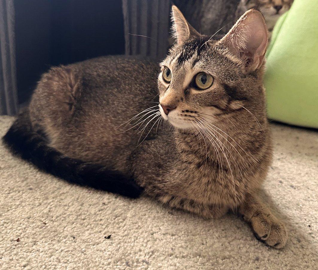 Enlarge Sophie, a ADOPTABLE Domestic Short Hair in White Bear Lake, MN image 3/5