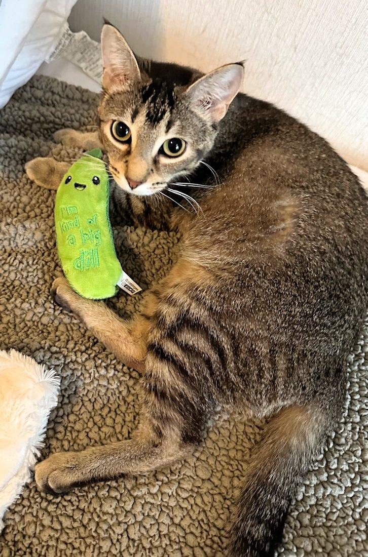 Enlarge Sophie, a ADOPTABLE Domestic Short Hair in White Bear Lake, MN image 2/5