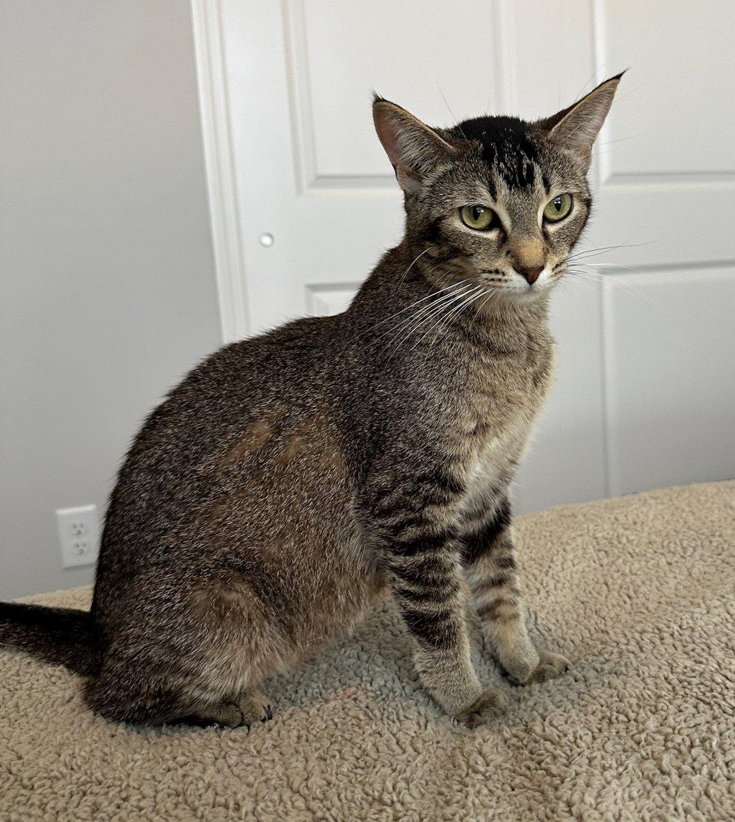 Enlarge Sophie, a ADOPTABLE Domestic Short Hair in White Bear Lake, MN image 4/5