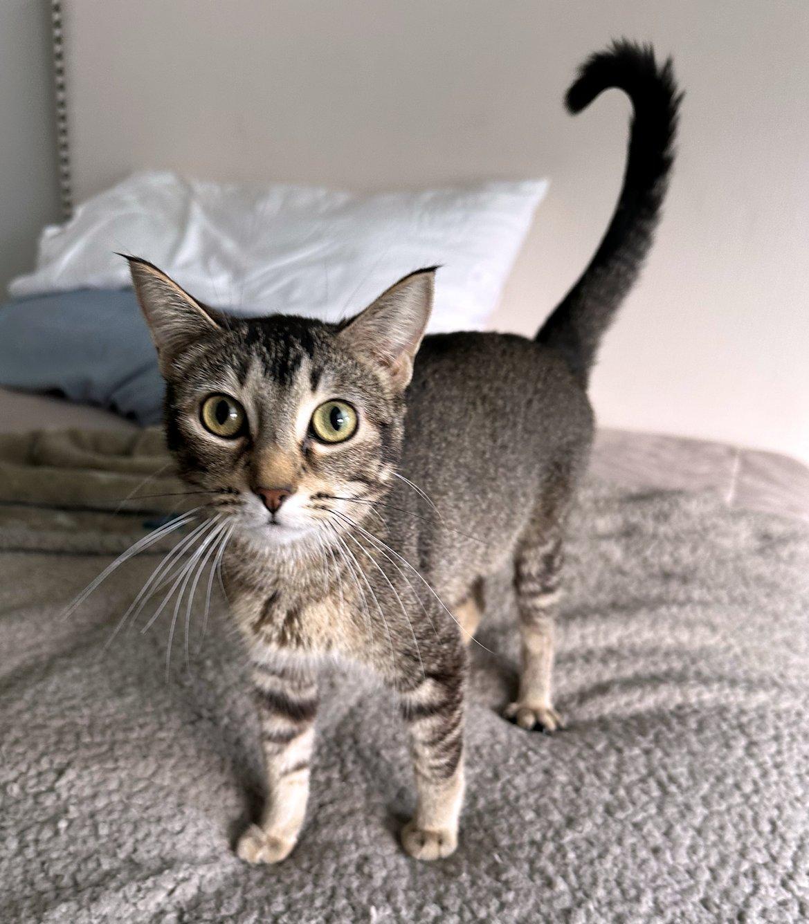 Sophie, ADOPTABLE, Young Female Domestic Short Hair.