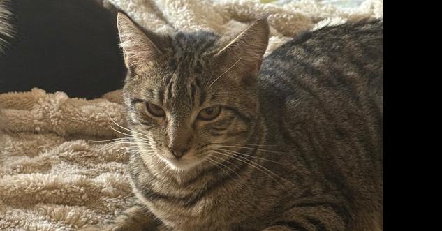 Louie, Adoptable, Kitten Male Domestic Short Hair.