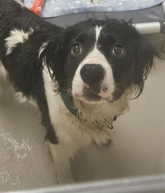 Enlarge NOVA, a Adoptable mixed breed in Kent, WA image 1/1