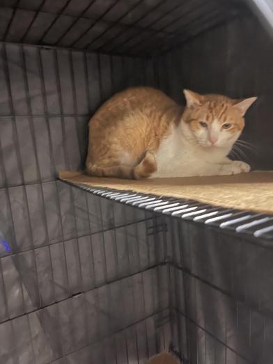 O.J. — thumbnail 2