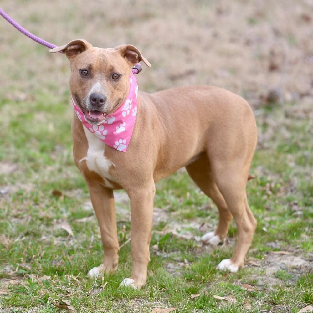 Enlarge Etta, a Adoptable mixed breed in Long Island City, NY image 2/6
