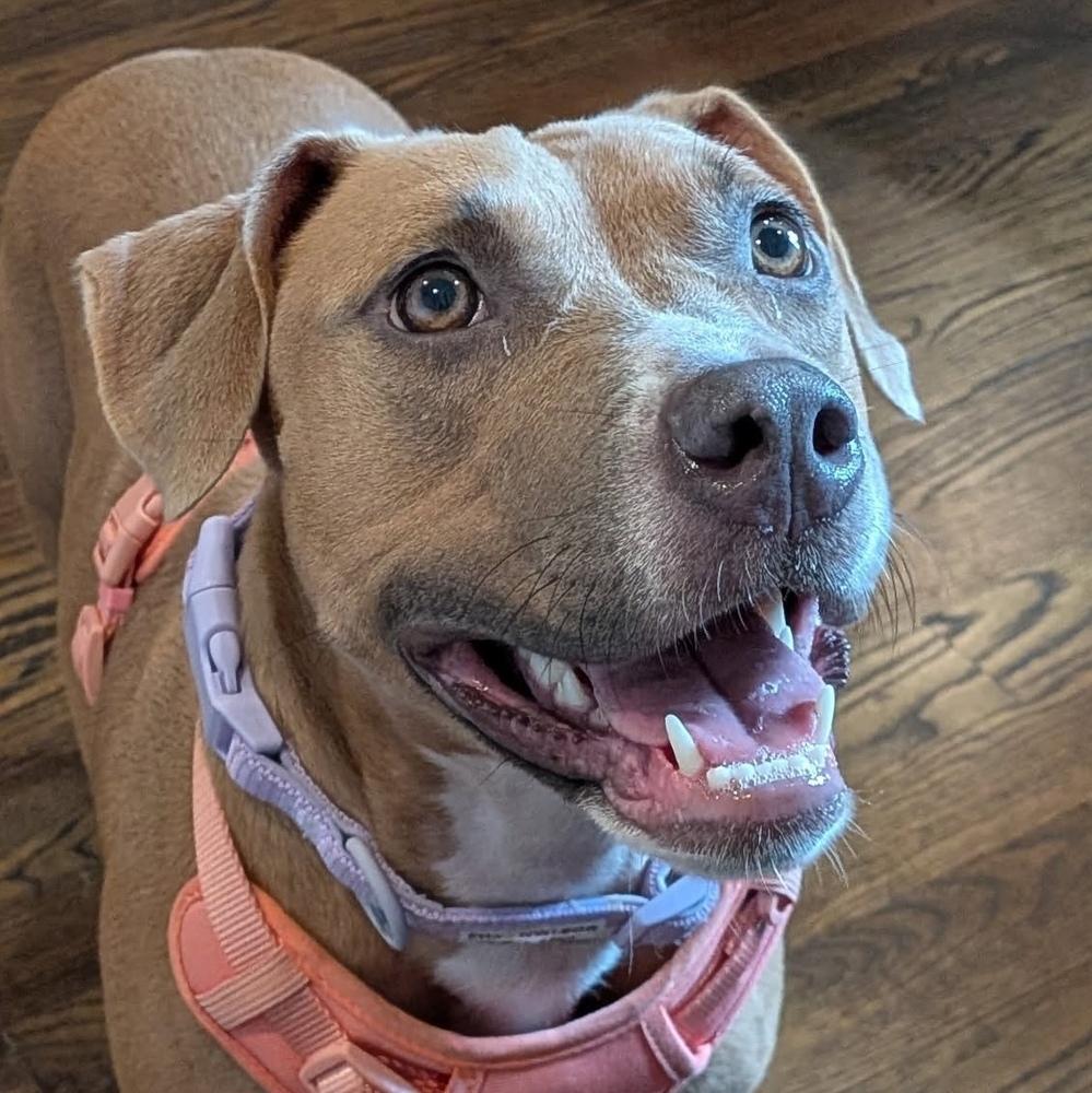 Enlarge Etta, a Adoptable mixed breed in Long Island City, NY image 3/6