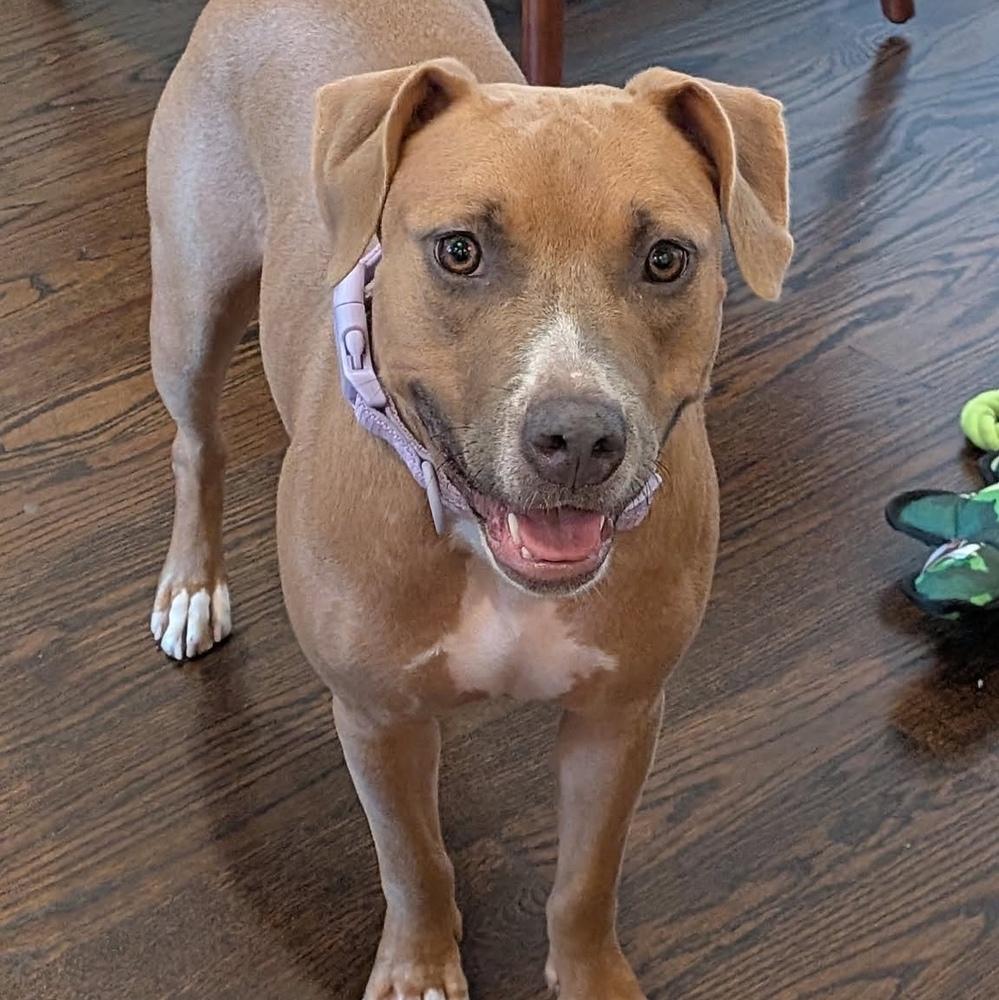 Enlarge Etta, a Adoptable mixed breed in Long Island City, NY image 4/6