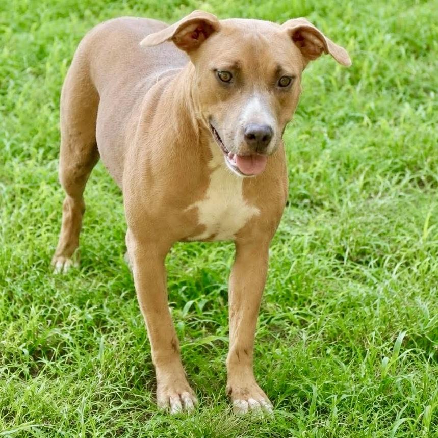 Enlarge Etta, a Adoptable mixed breed in Long Island City, NY image 5/6