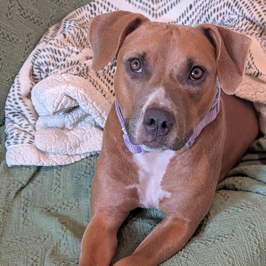 Enlarge Etta, a Adoptable mixed breed in Long Island City, NY image 6/6
