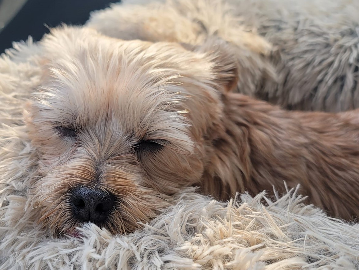 Enlarge Sandi, a Adopted Yorkshire Terrier in Merrill, WI image 3/3