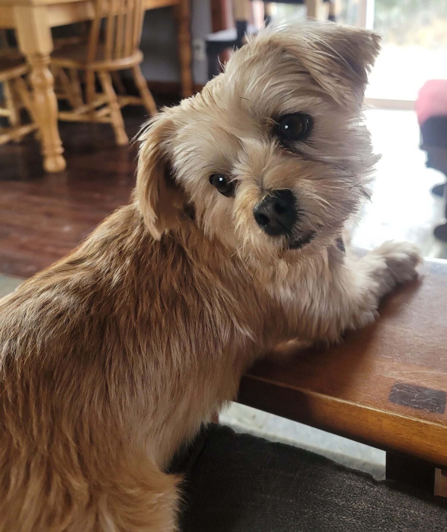 Enlarge Sandi, a Adopted Yorkshire Terrier in Merrill, WI image 1/3