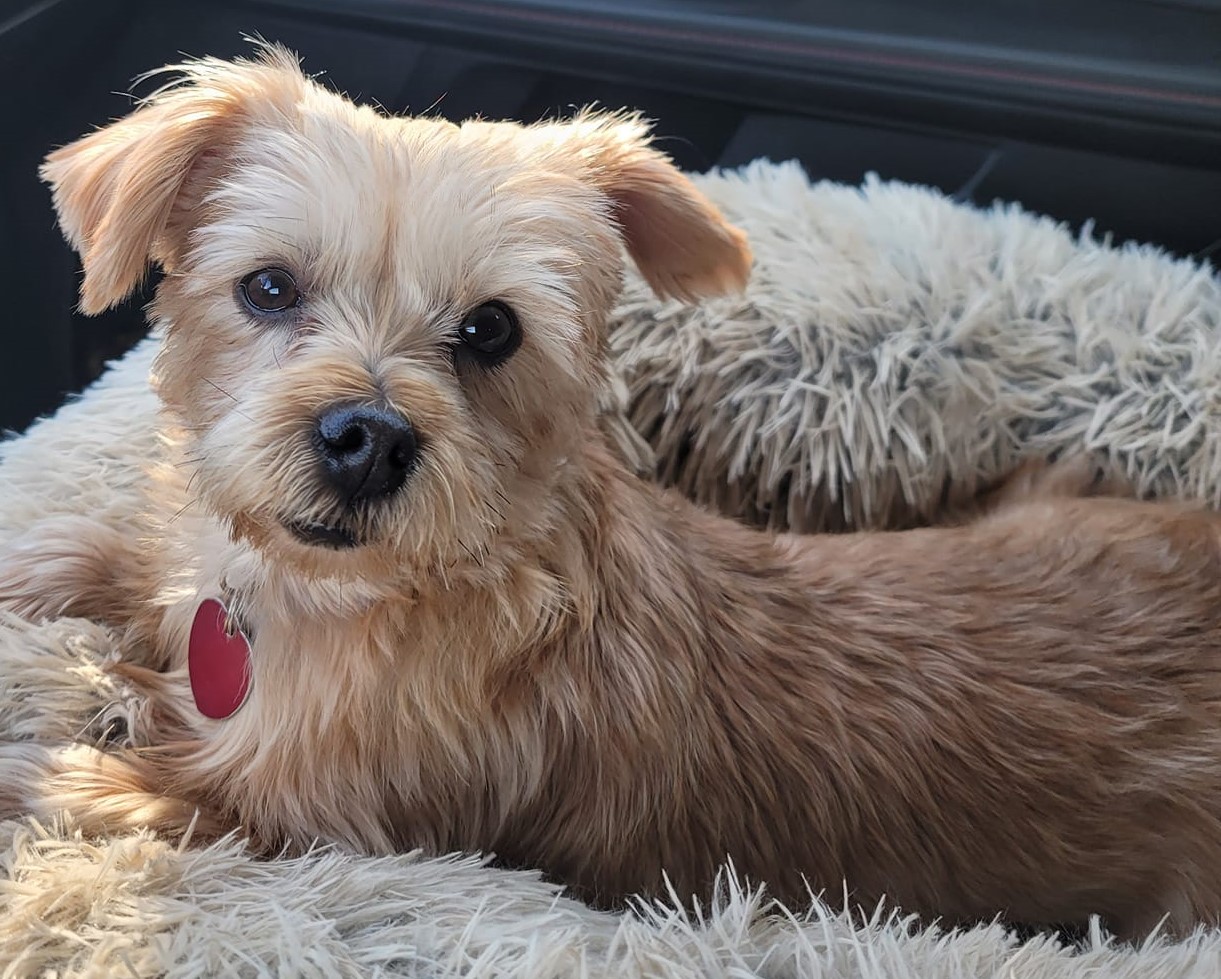 Enlarge Sandi, a Adopted Yorkshire Terrier in Merrill, WI image 2/3