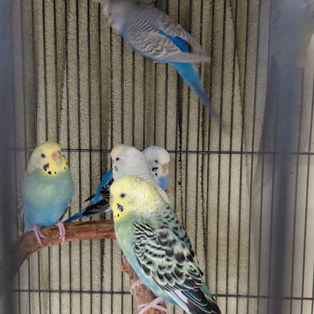 22, Adoptable, Young Male Parakeet (Other).