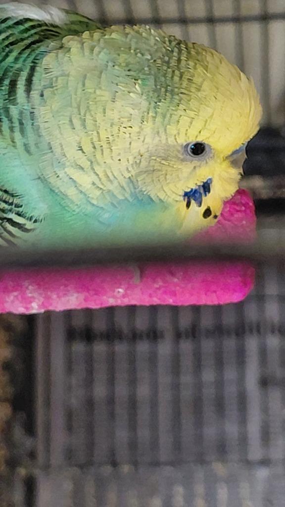 Green crown, Adoptable, Young Male Parakeet (Other).