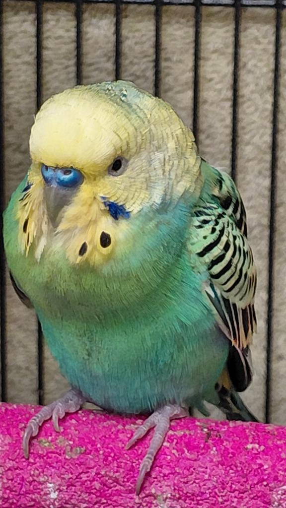 Green crown, a Adoptable Parakeet (Other) in Cincinnati, OH image 2/2