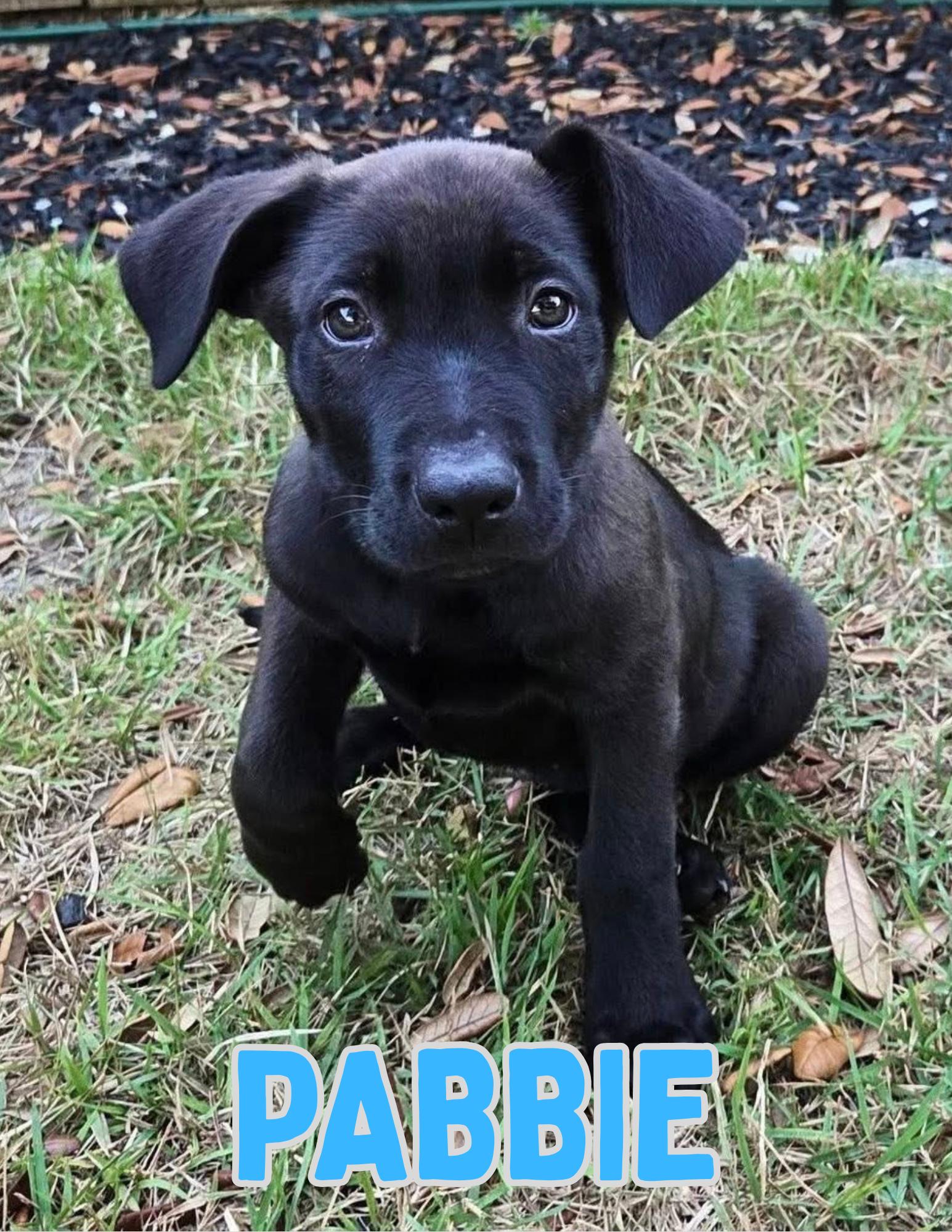 Pabbie, a ADOPTABLE mixed breed in Shalimar, FL image 1/2