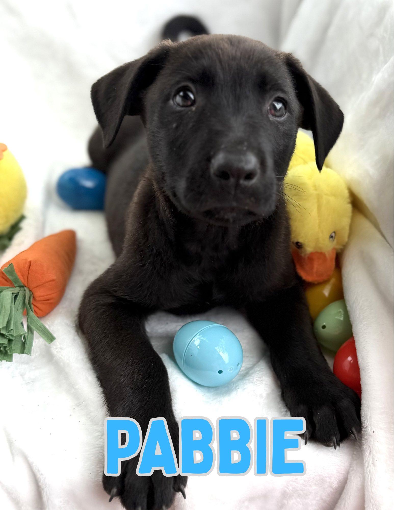 Pabbie, a ADOPTABLE mixed breed in Shalimar, FL image 2/2