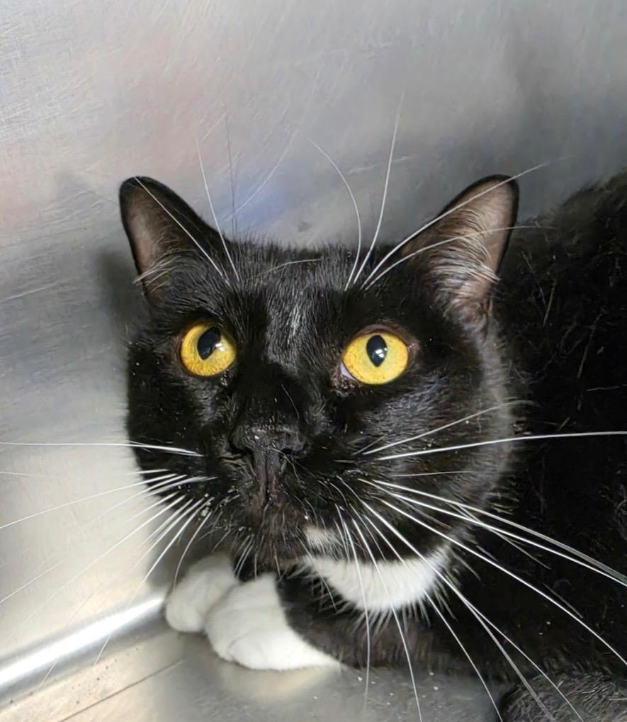 Joker, Adoptable, Adult Male Domestic Short Hair.