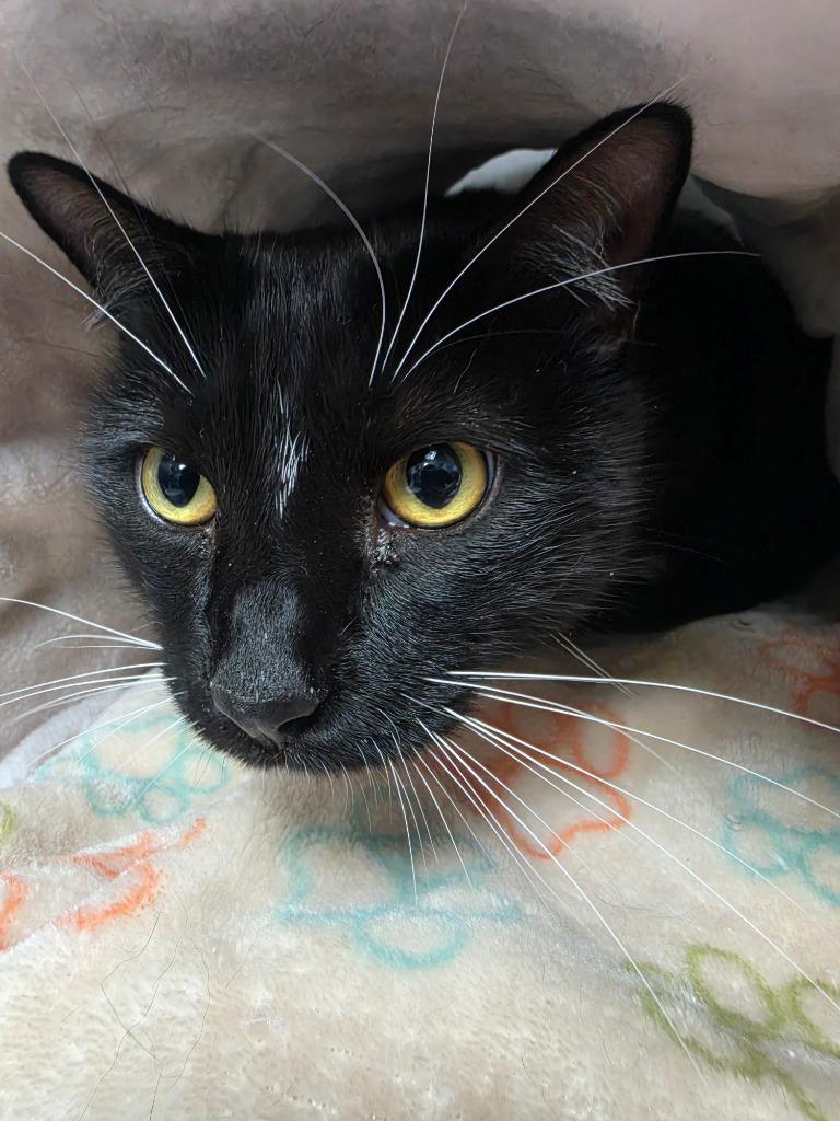 Enlarge Joker, a Adoptable mixed breed in New Manchester, WV image 4/6