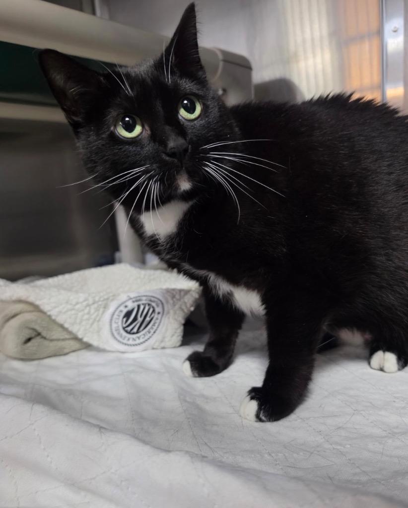 Enlarge Joker, a Adoptable mixed breed in New Manchester, WV image 6/6
