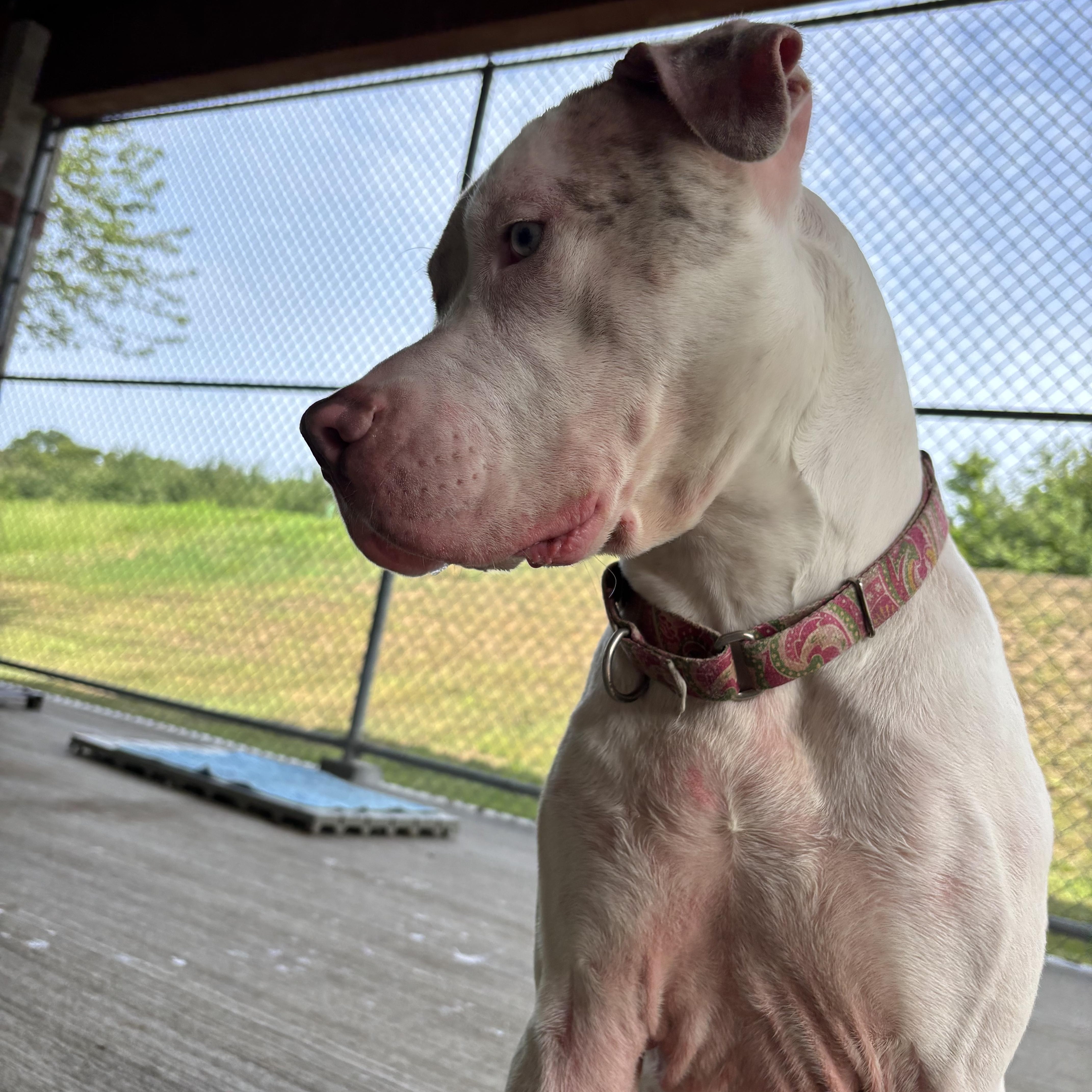 Enlarge Winter, a Adoptable mixed breed in Cranston, RI image 5/5