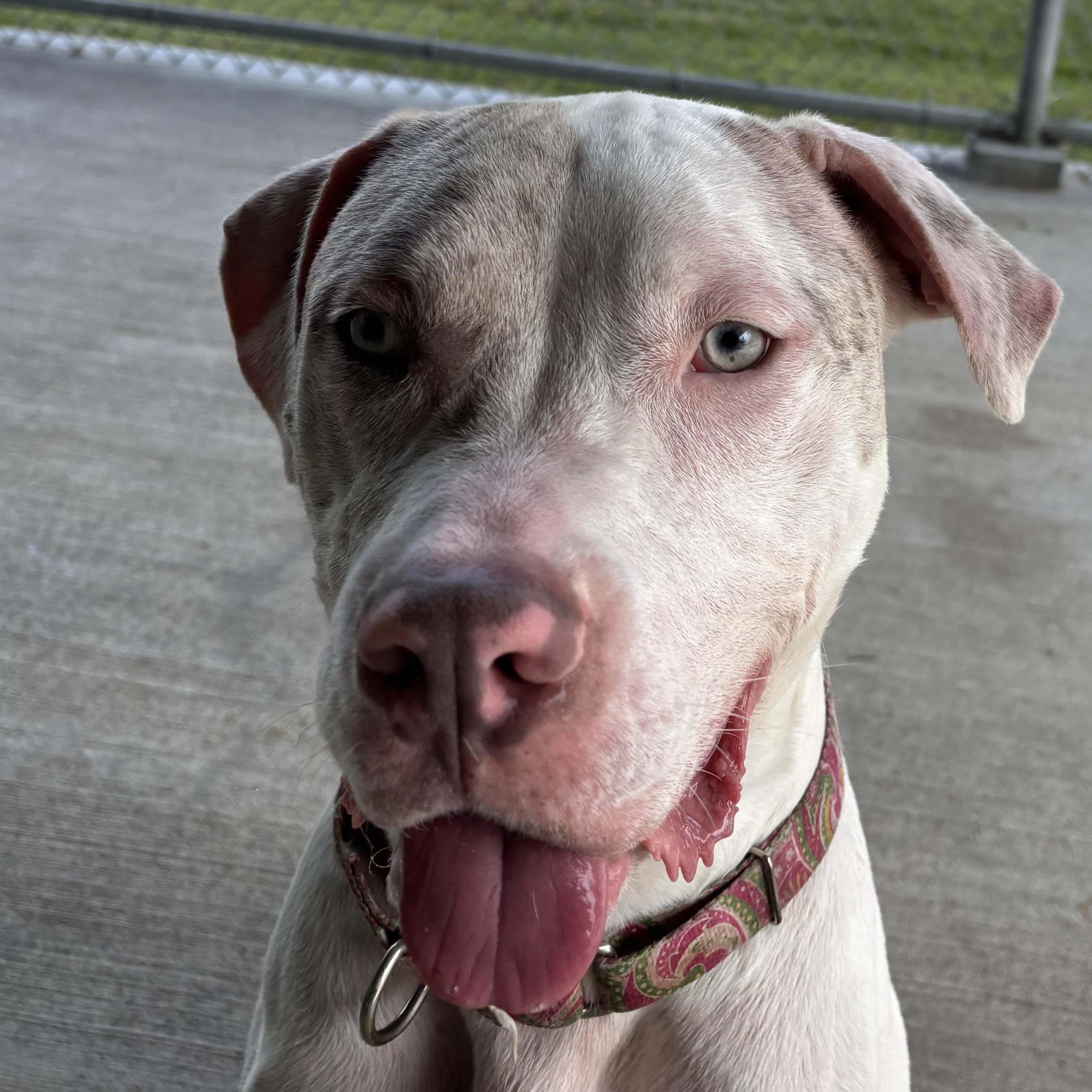 Enlarge Winter, a Adoptable mixed breed in Cranston, RI image 3/5