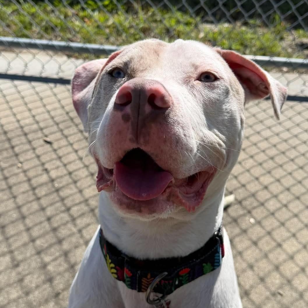 Enlarge Winter, a Adoptable mixed breed in Cranston, RI image 2/5