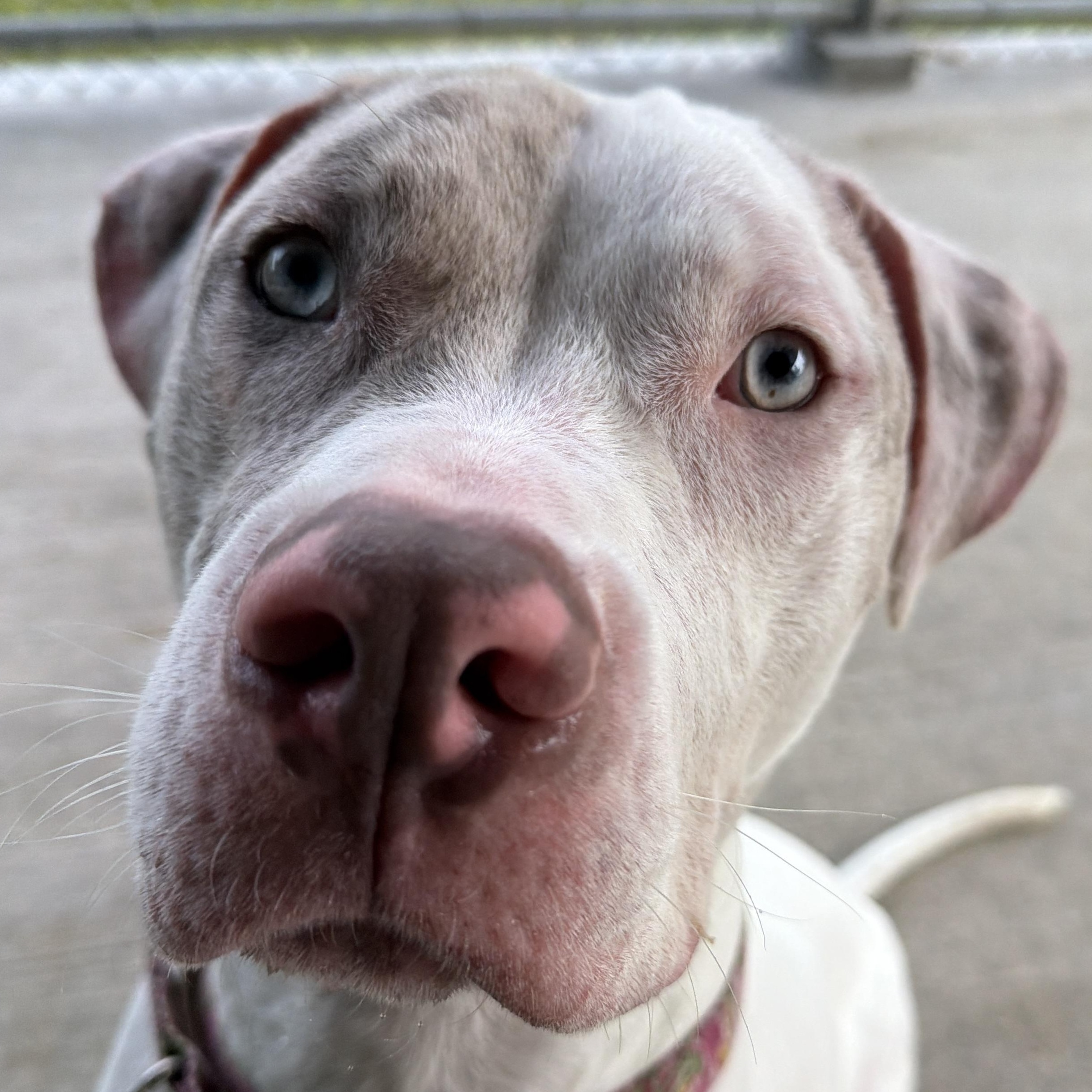 Enlarge Winter, a Adoptable mixed breed in Cranston, RI image 1/5