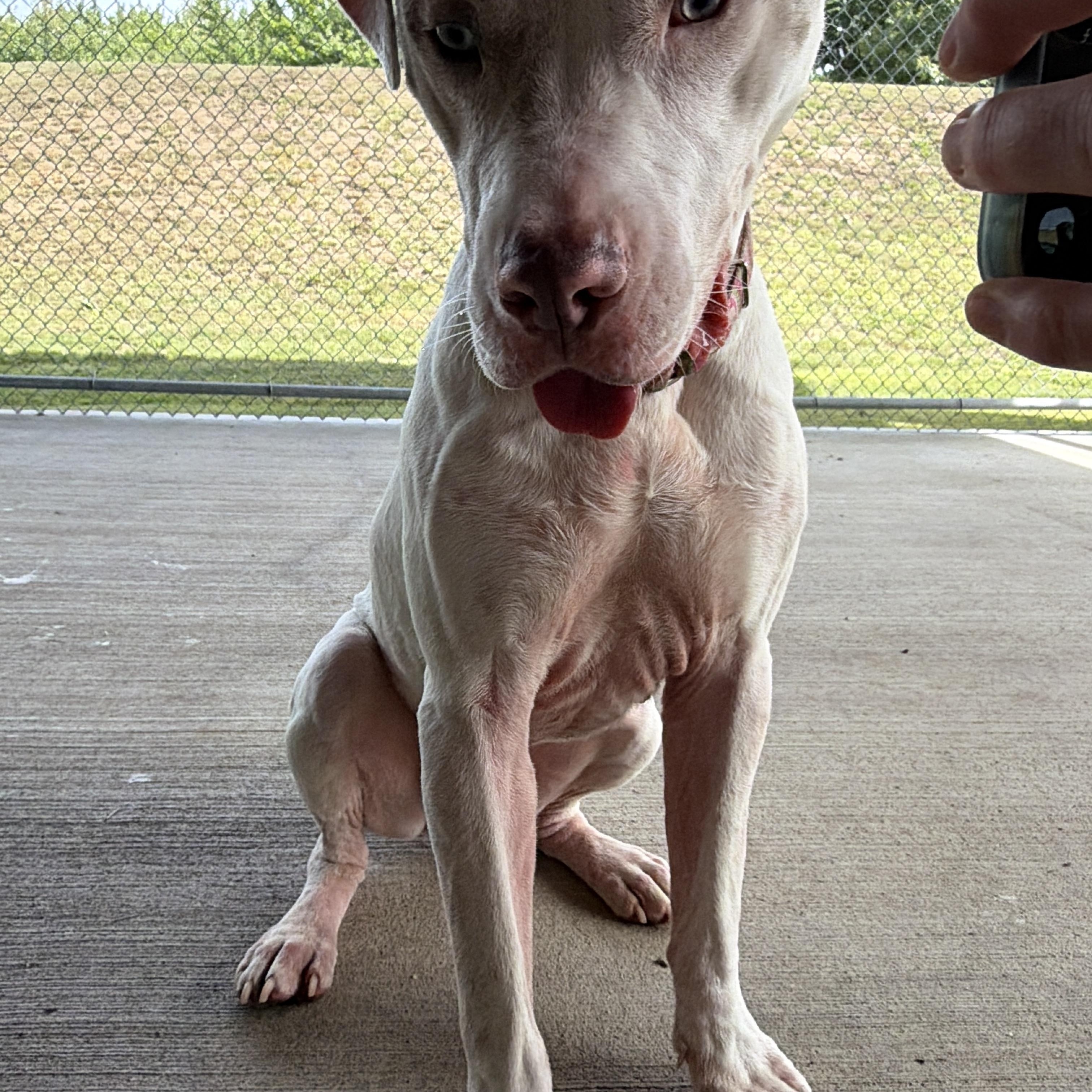 Enlarge Winter, a Adoptable mixed breed in Cranston, RI image 4/5