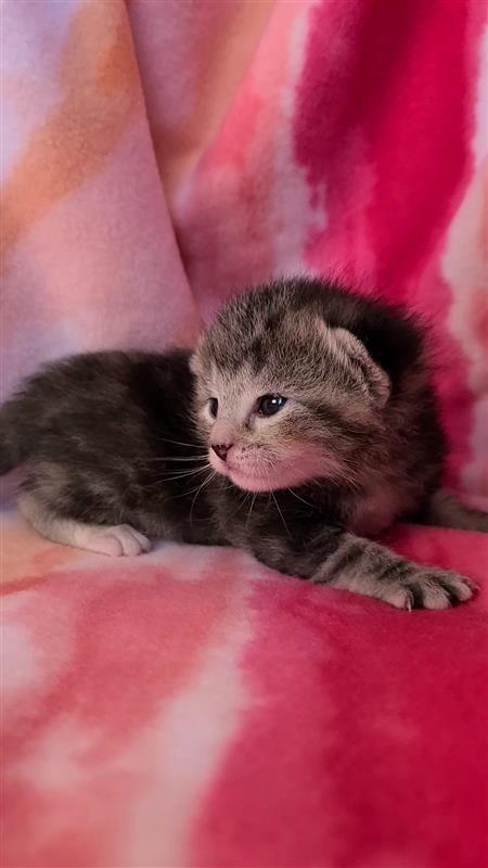 Olive, Adoptable, Kitten Female Domestic Short Hair.