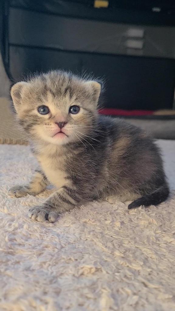 Enlarge Olive, a Adoptable mixed breed in Fayetteville, AR image 2/4