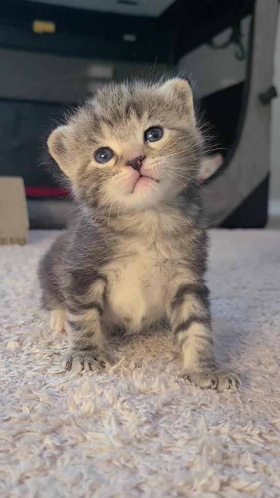 Enlarge Olive, a Adoptable mixed breed in Fayetteville, AR image 4/4